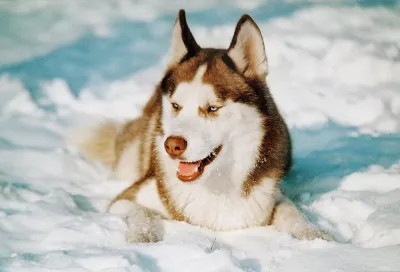 Laika