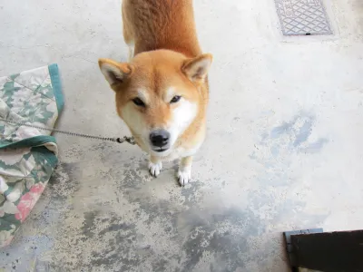 Mantou