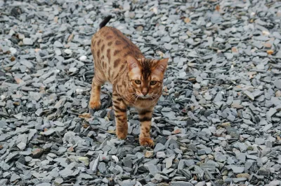 Tikka