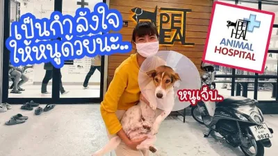 PETHEAL VET HOSPITAL