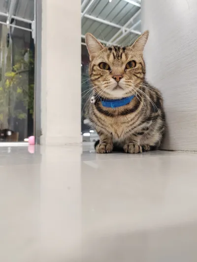 Animal Medicine