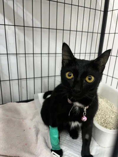 B-Safe Animal Hospital