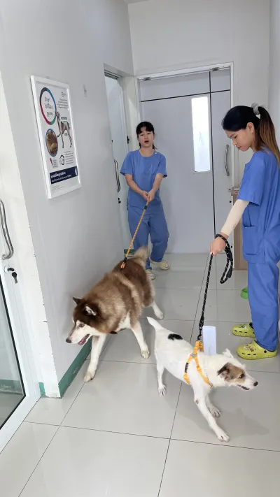 Sai Sam Animal Hospital