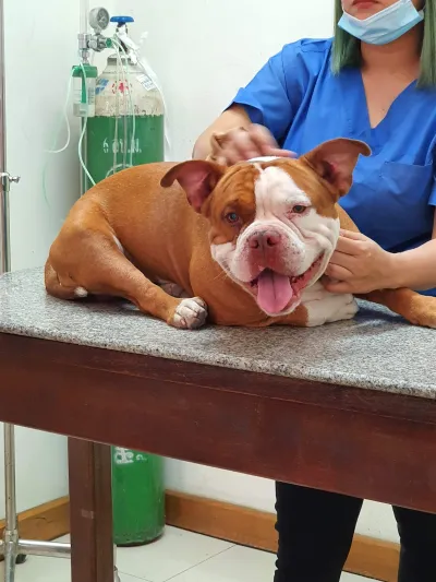 Kosumrak Animal Hospital