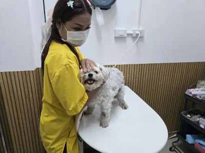 Clinic Two Doctors Treat Animals