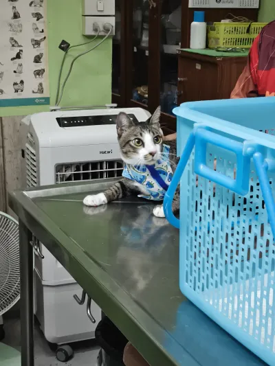 Veterinary Housing