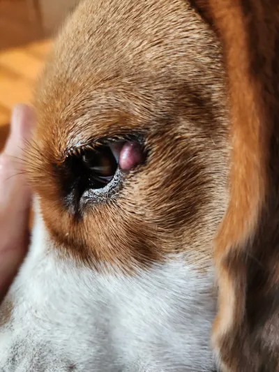 Yaoporn Animal Hospital