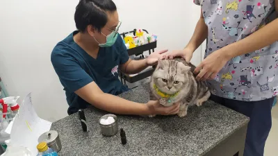 Treatment of Prempracha animals