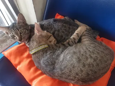 Merit sent a veterinarian