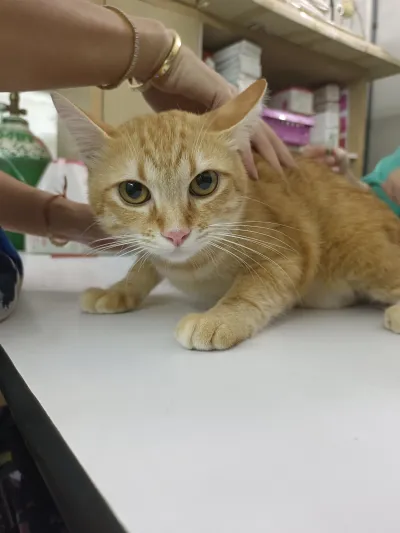 Buddy Pets Clinic
