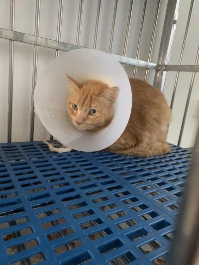 Dr. He's home to treat animals