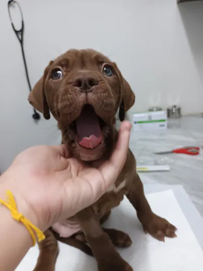 Ah Mo Animal Hospital