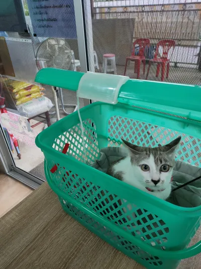 Animal Clinic at Dr. Phat House