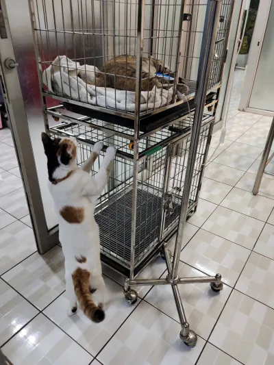 Kanoknit Animal Clinic