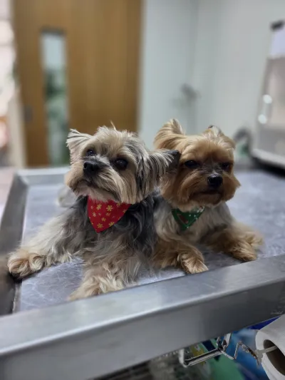 Yothin Pet Clinic