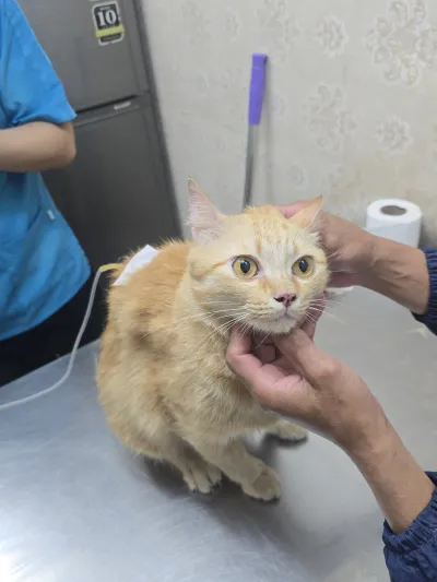 Bang Po Pet Clinic