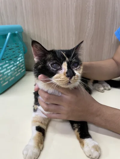 981 Veterinary Clinic