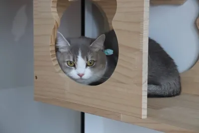 Arya Pet Wellness Center