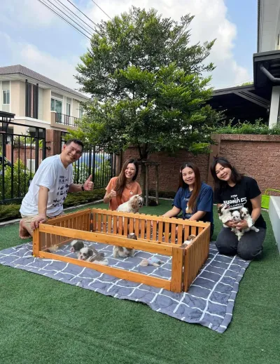 Baan Kibzaa Shihtzu