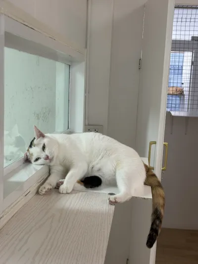 Baan Sena 2 Animal Clinic