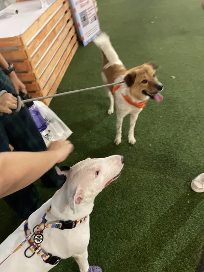 CDC PET PARK