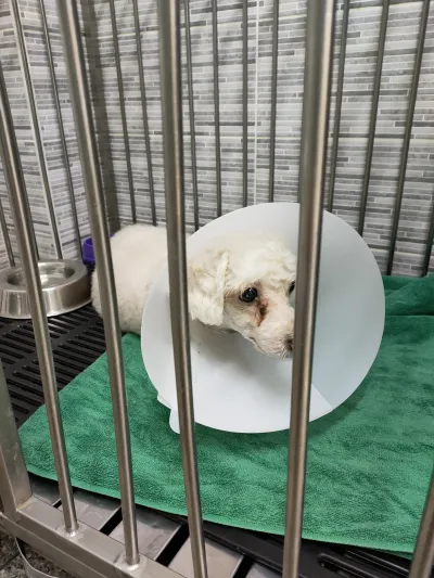 Chokchai 4 Animal Hospital