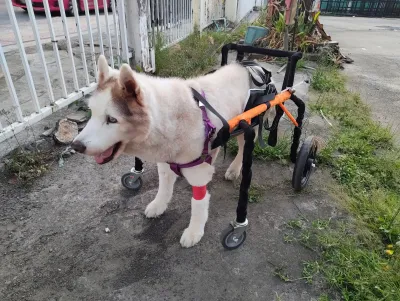 Crystal Pet Hospital
