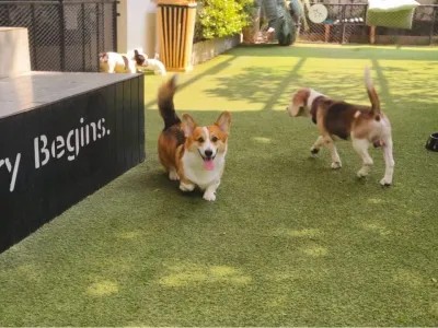DOGS TALE Bangkok
