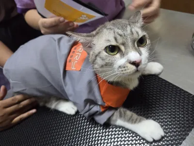 Famicare pet hospital