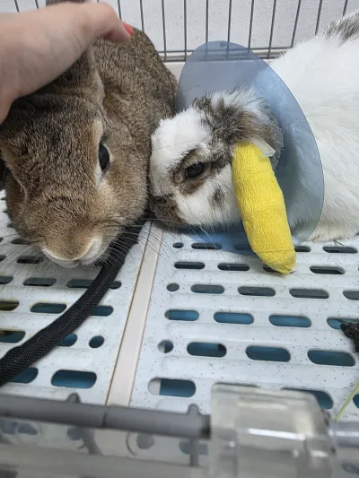 Gamma ExoticPetCare Hospital