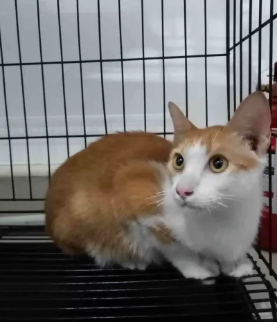 Meow Samosorn vet clinic