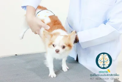 Nontri Pet Hospital