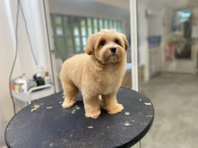 Oxygen Pet Grooming 36