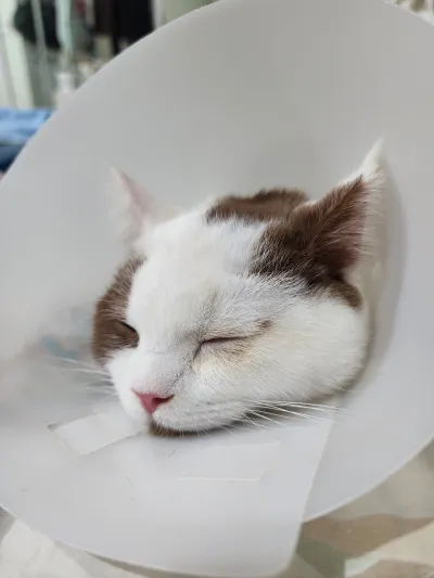 Rak Na Chan Animal Hospital