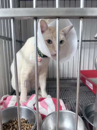 Saimai Vet Clinic