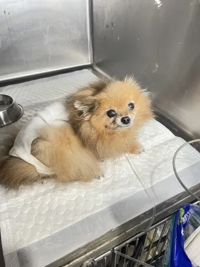 SLV Pet Hospital