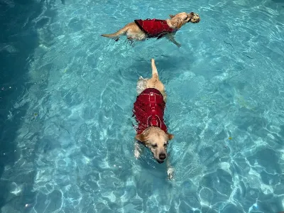 Summer Dog Pool