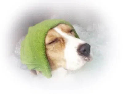 ThePetCare