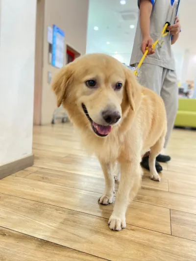 Thonglor Pet Hospital Prachachuen