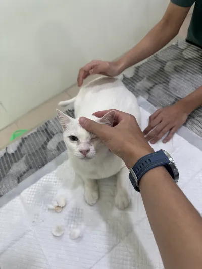 VeTreat Animal Hospital