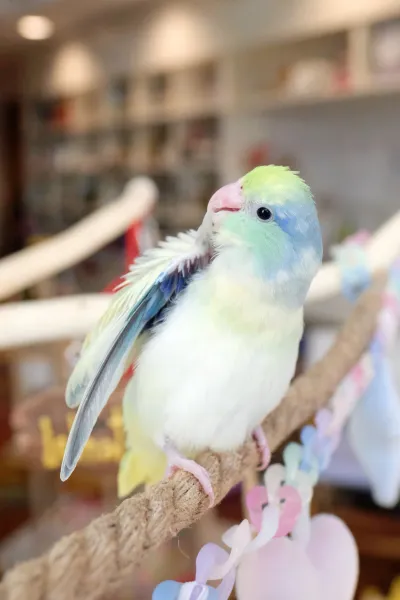 What The Fluff Forpus