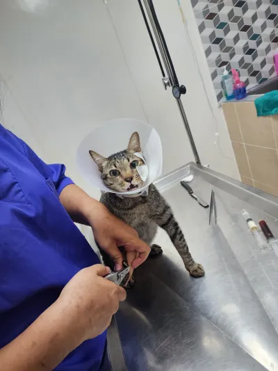 Wittawat Animal Clinic