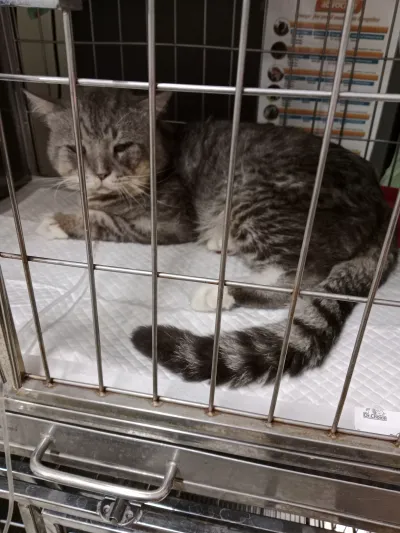 Wongwian Yai Animal Hospital