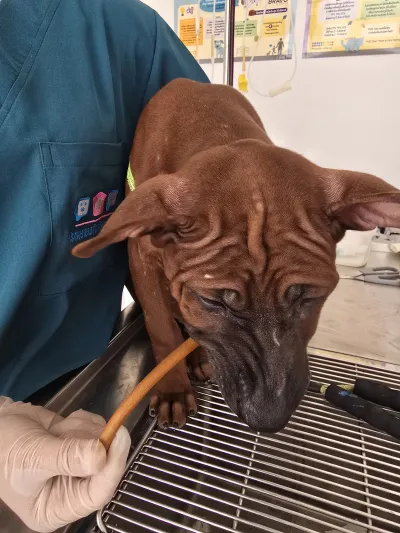 Animal Clinic at Dr. Pop's House (Bang Yap)