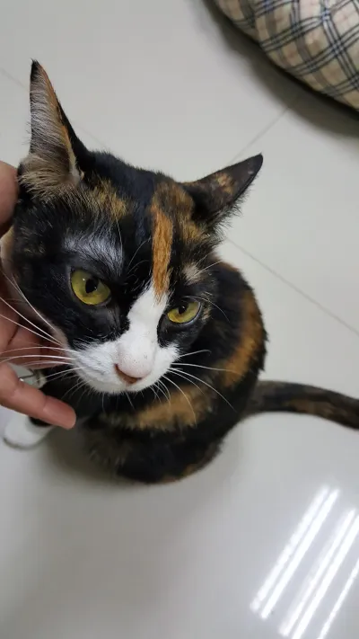 SeeKha Animal Hospital