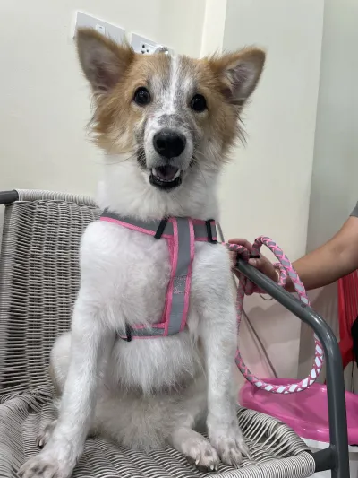 Doctor Pat treats animals