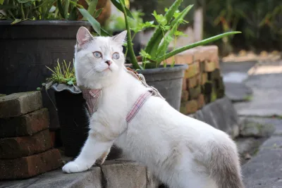 Four-legged house for animal treatment