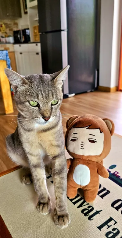 Cat clinic / Sasi Cat Craft