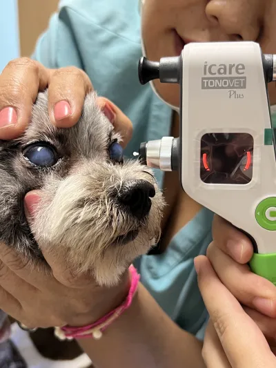 Chiang Mai Center Animal Hospital