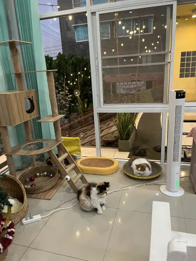 Pets 2 Care